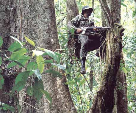 Soldado ecuatoriano francotirador trepado como un mono en un rbol (al cobarde acecho de valientes soldados peruanos)